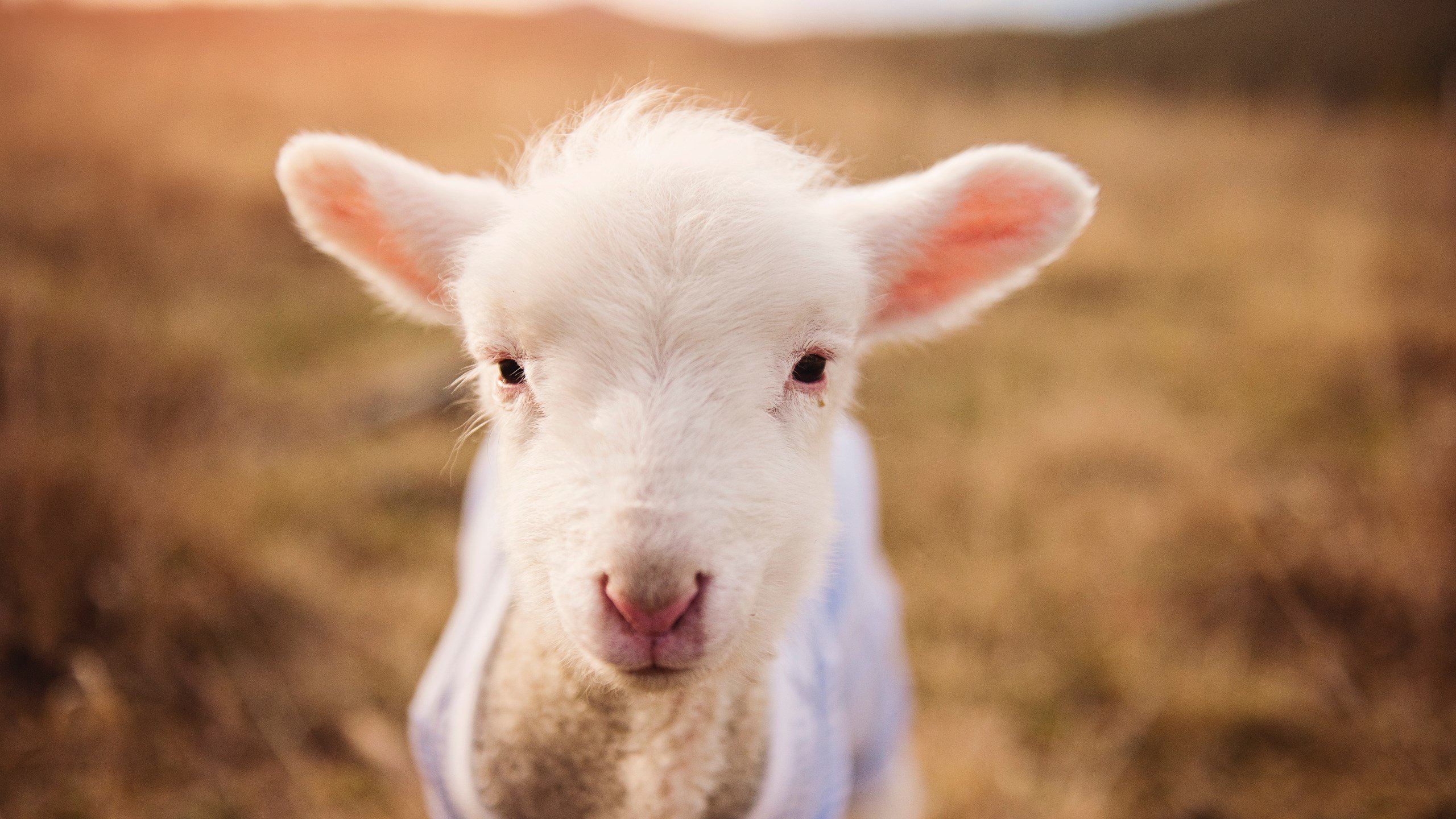 开云入口-_老鹰队快攻犀利，比赛场面激烈_，老鹰队比赛视频聚胜顽球汇