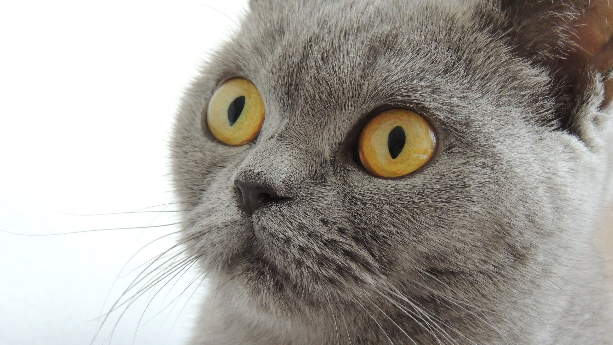 kaiyun.com-“意甲劲旅迎来关键对决，胜败攸关欧冠名额”，昔日意甲劲旅解散后重建 打第9级联赛