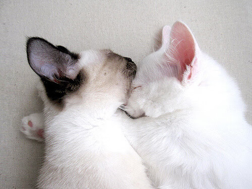 kaiyun网站-《Dota 2年度大赛，天王战队再度称王》，dota2历届ti决赛