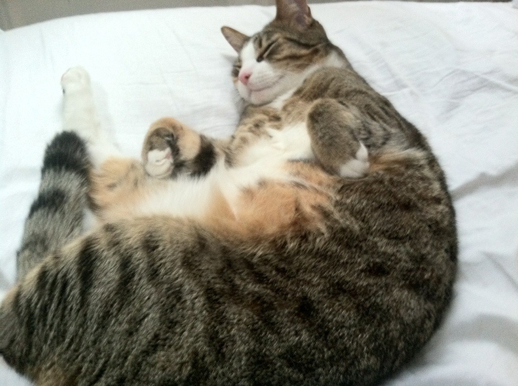 开云体育中国官网-摩洛哥骑手吉塔·日特科维奇荣获2024年最佳障碍赛骑手奖，表彰其卓越表现。