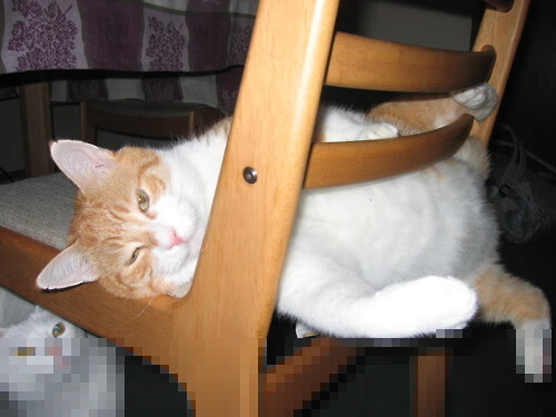 开云官网登录-KPL教练团队专访揭秘，kpldgc教练