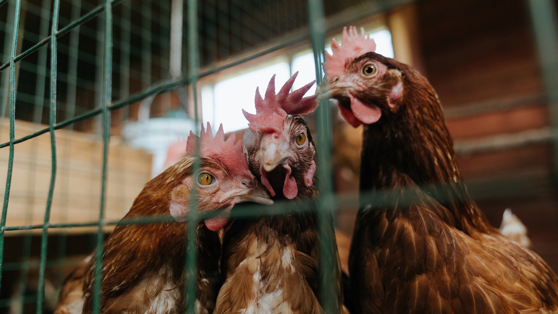 开云·体育官方网站入口-佩里西奇状态回暖，助攻多场比赛获胜，lh佩里西奇