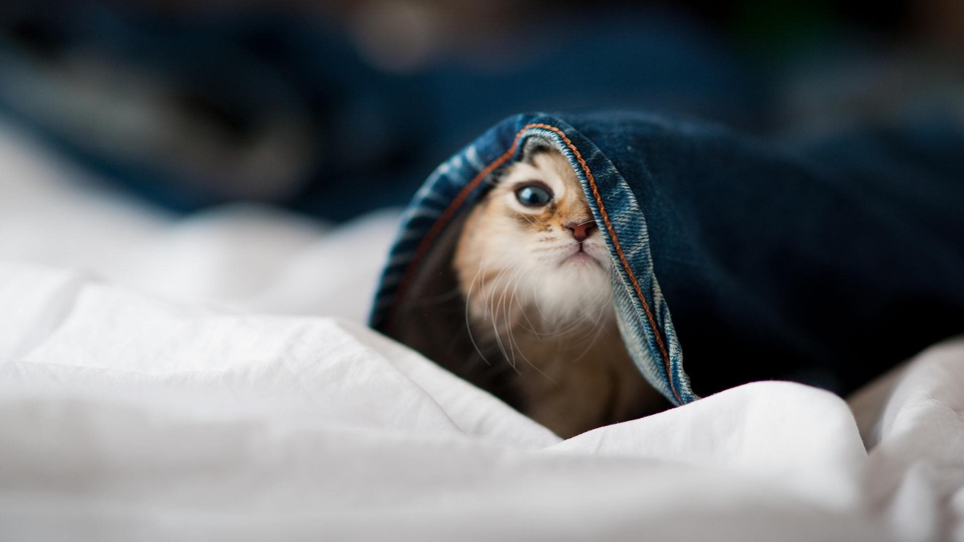 开云·体育官方网站入口-未来足球场馆智能化程度提升，自动化管理成为趋势，足球场馆建设